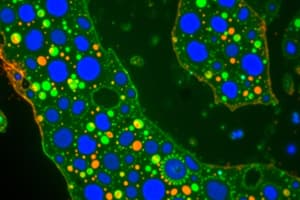 Immunofluorescence Techniques Quiz