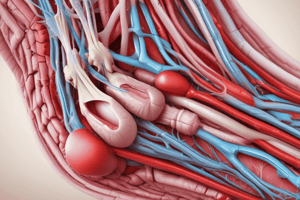 Angiosomes and Arterial Supply Quiz