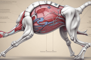 Pelvic Limb Joints