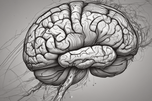 Human Brain Structure and Function