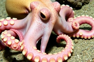 Octopus Hunting Strategies