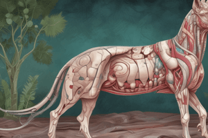 Veterinary Anatomy Chapter 17: The Integumentary System