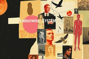 Endocrine System Overview