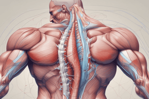 Muscle Contraction Regulation