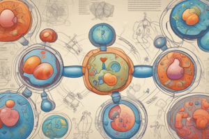 Triacylglycerol Cycle in Lipid Metabolism