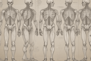 Anatomy: Anatomical Position