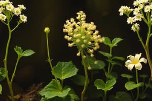 Grandes Grupos de Vegetales: Embriófitos, Cormófitos y Espermatófitos