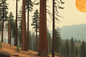 Redwoods' Resilience After Wildfire