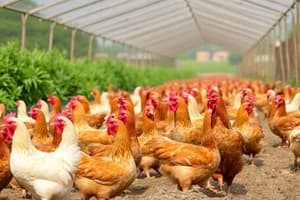 Poultry Industry in the Philippines