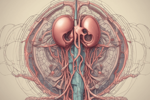 Urinary System and Kidney Structure