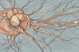 Upper Motor Neurons in Neuroscience