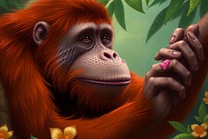 Orangutan Wound Treatment and Conservation