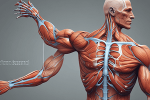 Anatomy of the Upper Limb Muscles - Lecture 24