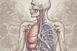 Respiratory System Divisions