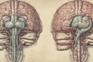 Neuroanatomy: Cerebrum Structure and Function