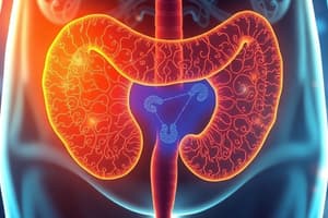 Bladder and Kidney Function Quiz