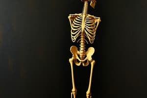 Anatomía del esqueleto humano