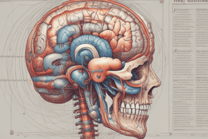 Arterial Supply of the Brain