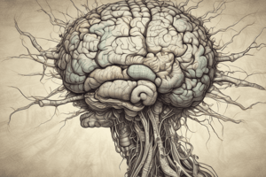 Ventromedial Prefrontal Cortex Functions