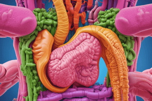 Digestive System Functions Quiz