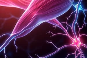 Overview of Skeletal Muscle Contraction