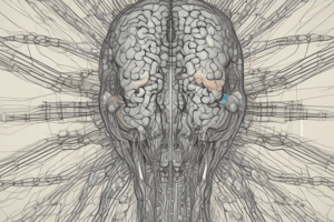 intro to neuroanatomy