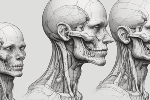 Anatomy of Head and Neck Veins