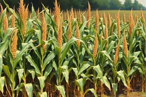 Corn Growth and Yield Analysis