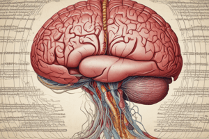 BMS Neuroanatomy Lecture 2: Meninges, Ventricular System, Brain Blood Supply Quiz