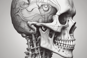 Appendicular Skeleton