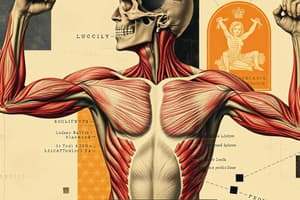 Overview of the Muscular System