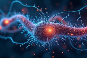 Human Nervous System: An Overview