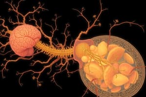 Développement du Système Nerveux Central