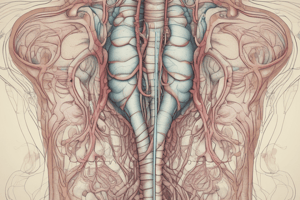 Anatomía del Sistema Urinario