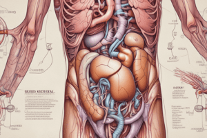 Urinary System Anatomy Quiz