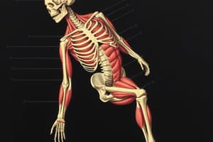 Classification of Skeletal Muscle