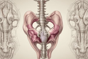 Anatomy: Pelvis