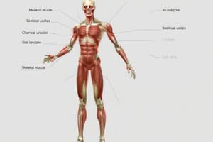 Muscle Classification and Function