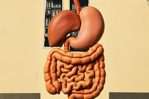 Digestive System Organs