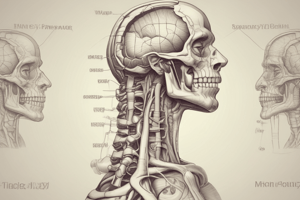 Anatomy of Pharynx Muscles