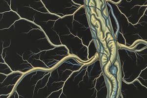 Nervous System Features Quiz