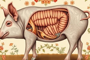 Swine Digestive System Diagram