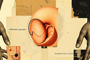 Development of Indifferent Gonads and External Genitalia