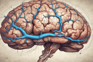 Thalamic Nuclei Functions and Organization