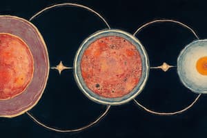 Cell Cycle Phases: Interphase, Mitosis