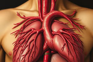 Cardiovascular and Respiratory Systems Quiz