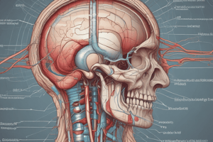 Optic Nerve Anatomy Quiz