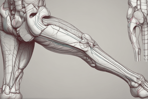 Anatomy of Lower Limb Regions