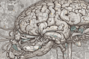 Thalamic Nuclei and Functional Organization