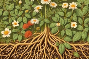 Plants Around Us and Root Systems